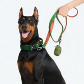 Comfort Control Collar Set - Green Orange
