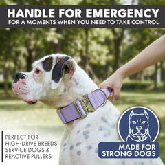 Comfort Control Collar Set - Lilac