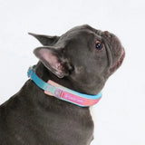 Cushioned Martingale Collar - Pastel Icing