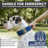 Comfort Control Dog Collar Sets