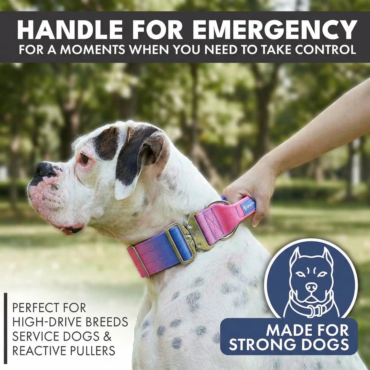 Comfort Control Dog Collar Sets