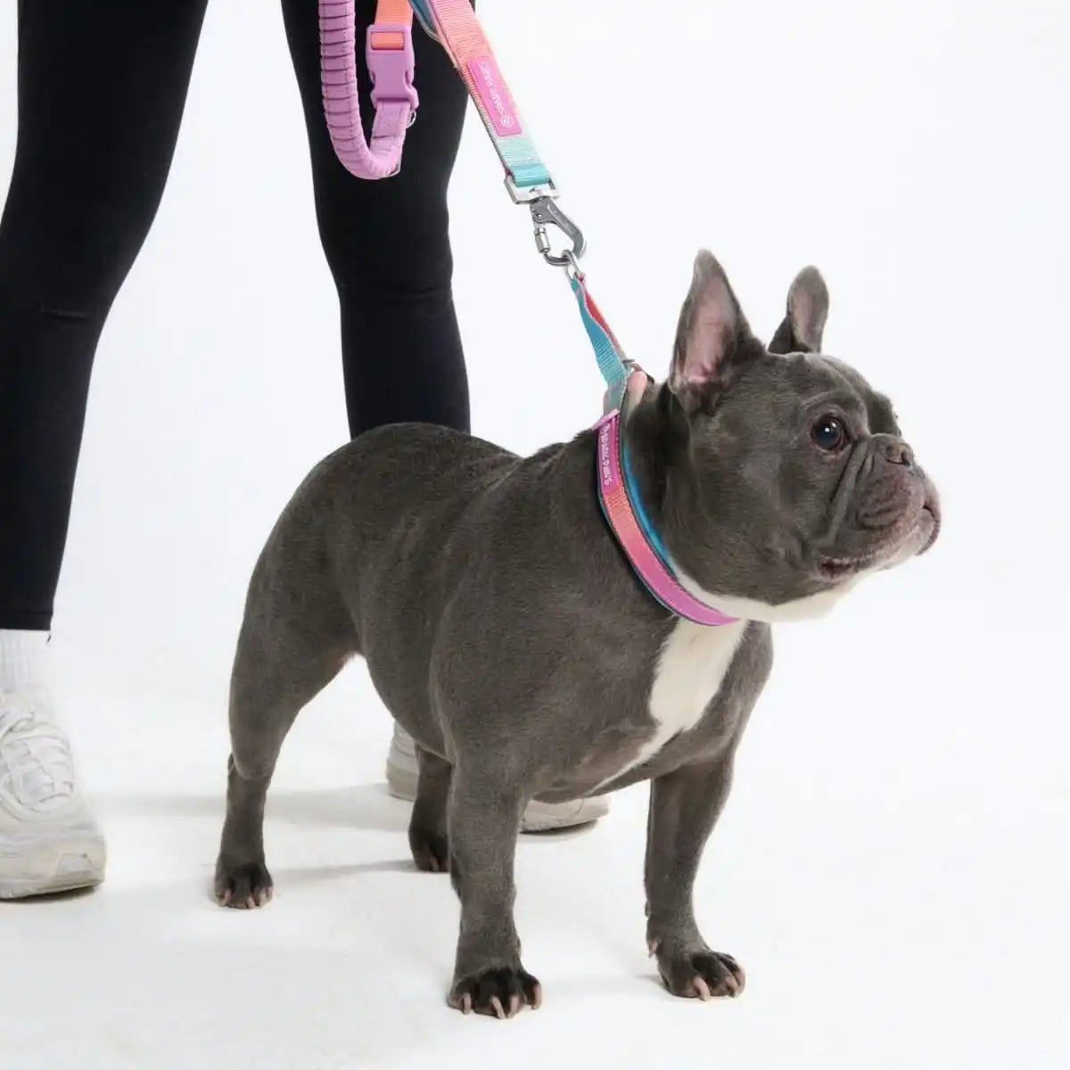 Cushioned Martingale Collar - Pastel Icing