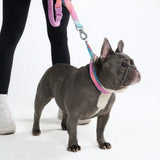 Cushioned Martingale Collar - Pastel Icing