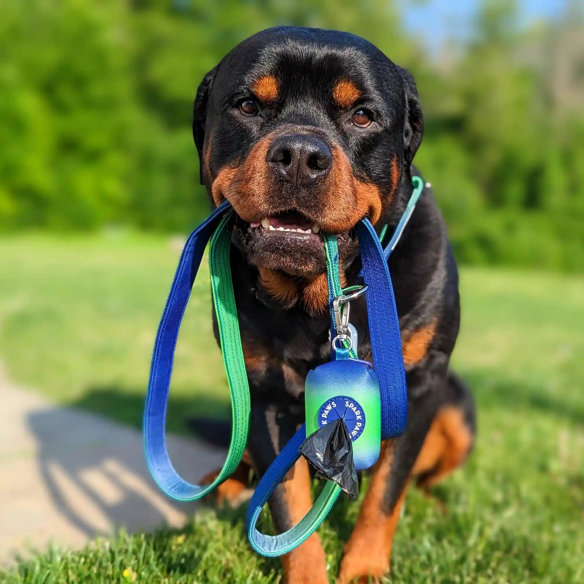 Comfort Control Collar Set - Lime Wave