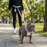 Martingale Collar and Multipurpose Leash Set - Pastel Icing