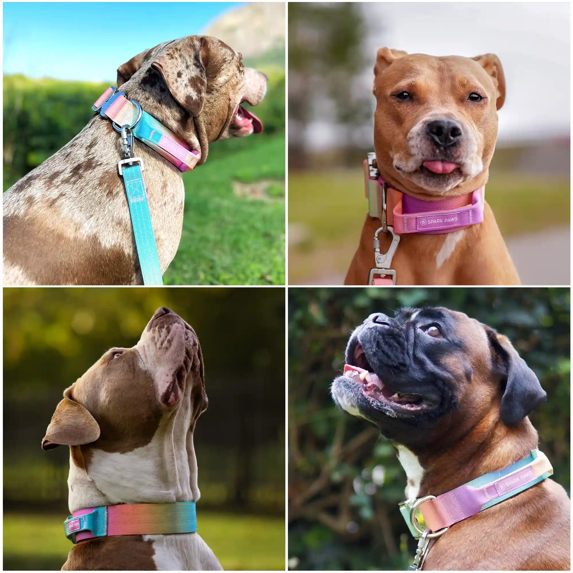 Comfort Control Collar - Pastel Icing