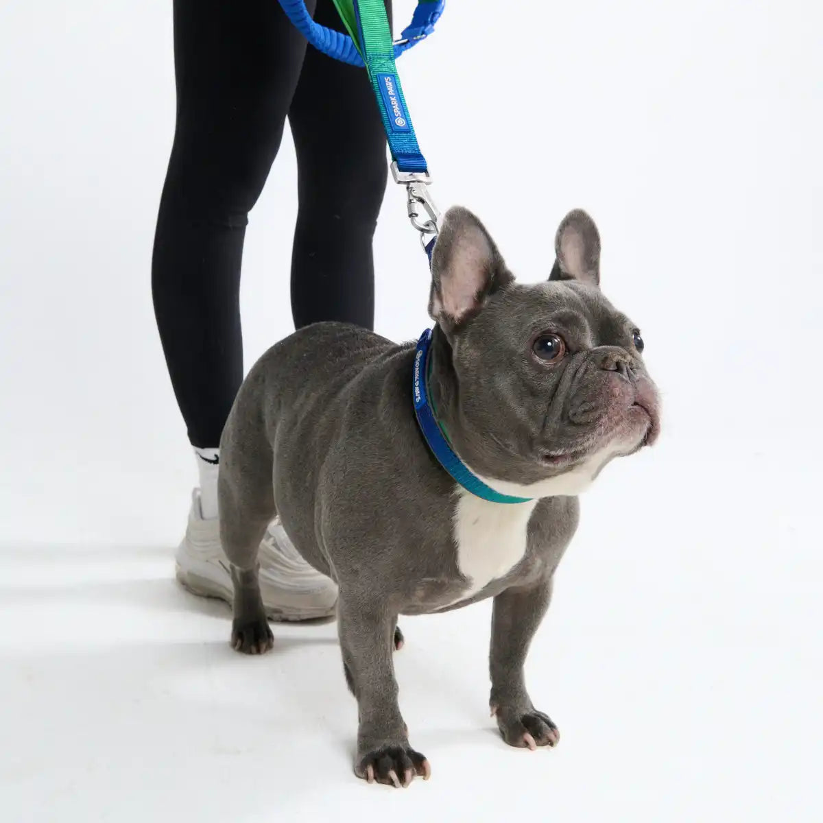 Multipurpose Seatbelt Handsfree Leash & Poop Bag Holder Set - Lime Wave