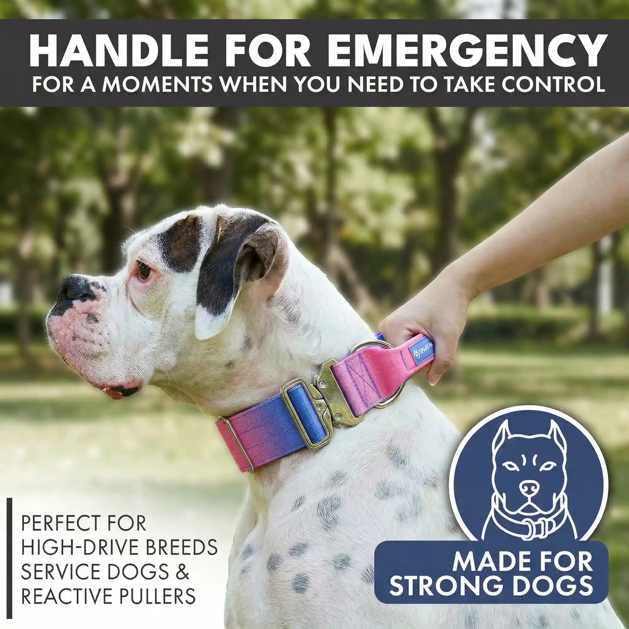 Comfort Control Collar and Multipurpose Leash Set - Snow Cone