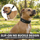 Martingale Collar and Multipurpose Leash Sets