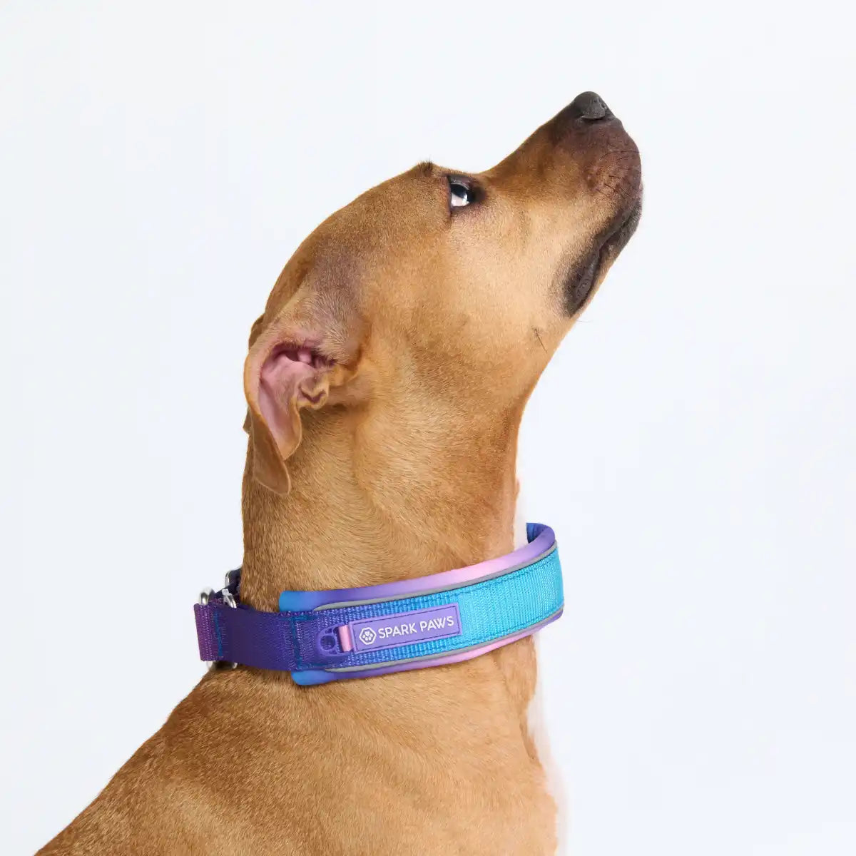 Cushioned Martingale Collar - 90s Retro