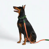 Comfort Control Collar - Green Orange