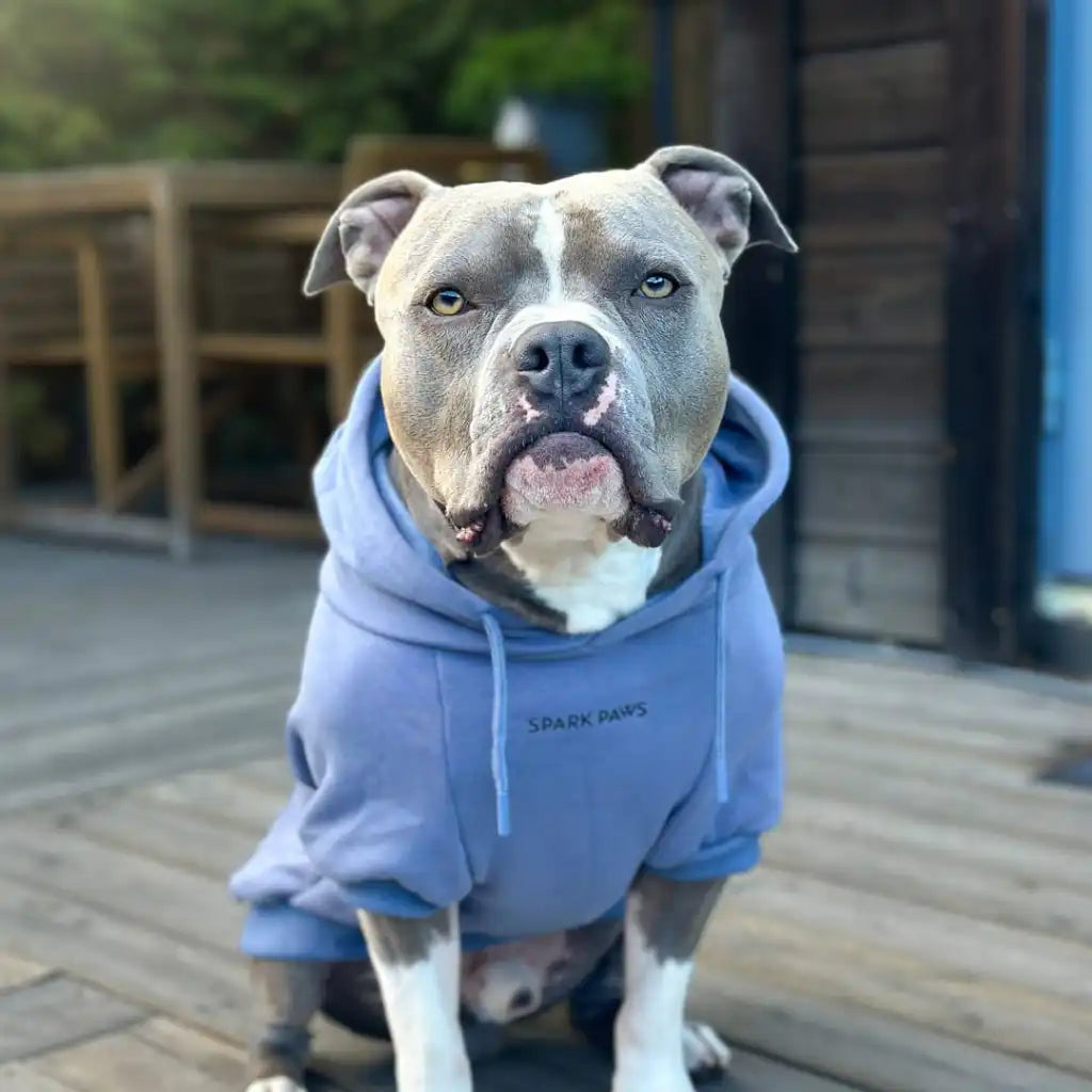Essential Dog Hoodie - Slate Blue