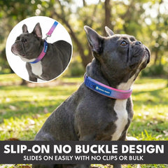 Martingale Collar and Multipurpose Leash Set - Snow Cone