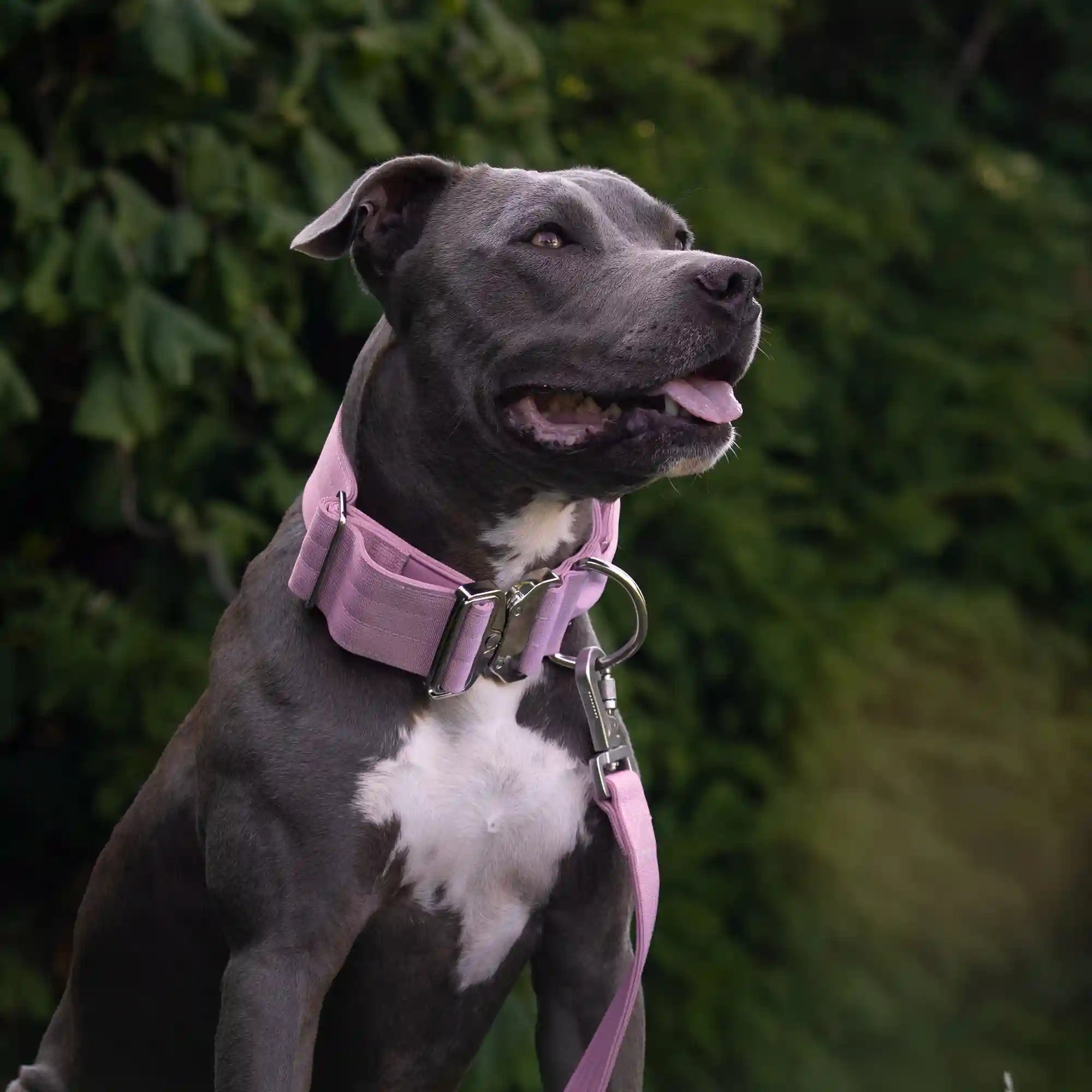 Comfort Control Collar and Multipurpose Leash Set - Pink
