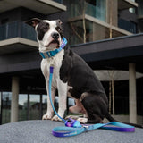 Comfort Control Collar Set - 90s Retro