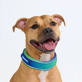 Cushioned Martingale Collar - Lime Wave