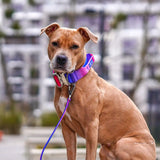 Comfort Control Collar and Multipurpose Leash Set - Snow Cone