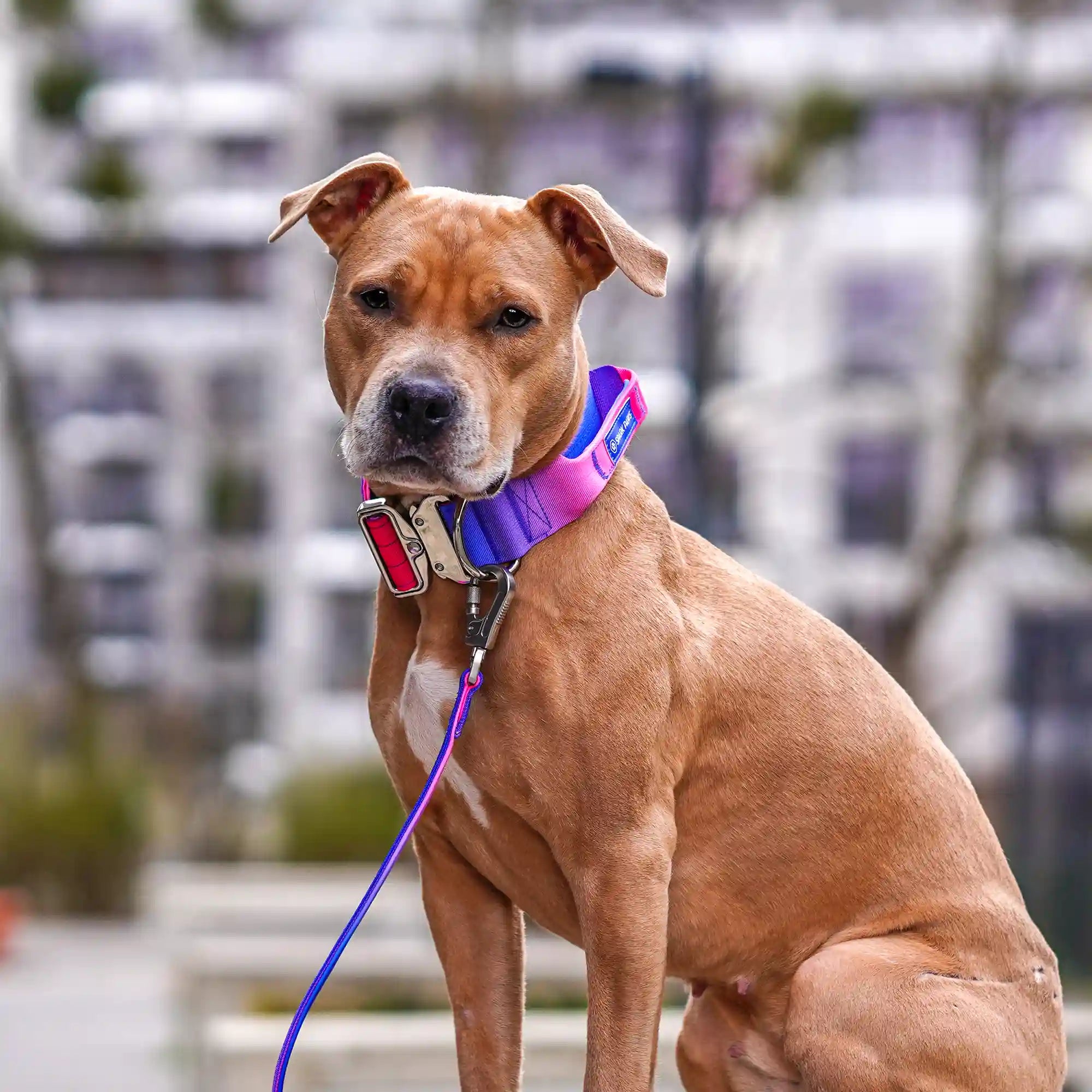 Comfort Control Collar and Multipurpose Leash Set - Snow Cone