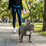 Martingale Collar and Multipurpose Leash Sets