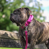 Comfort Control Dog Collar Sets
