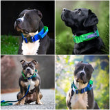 Comfort Control Collar - Lime Wave