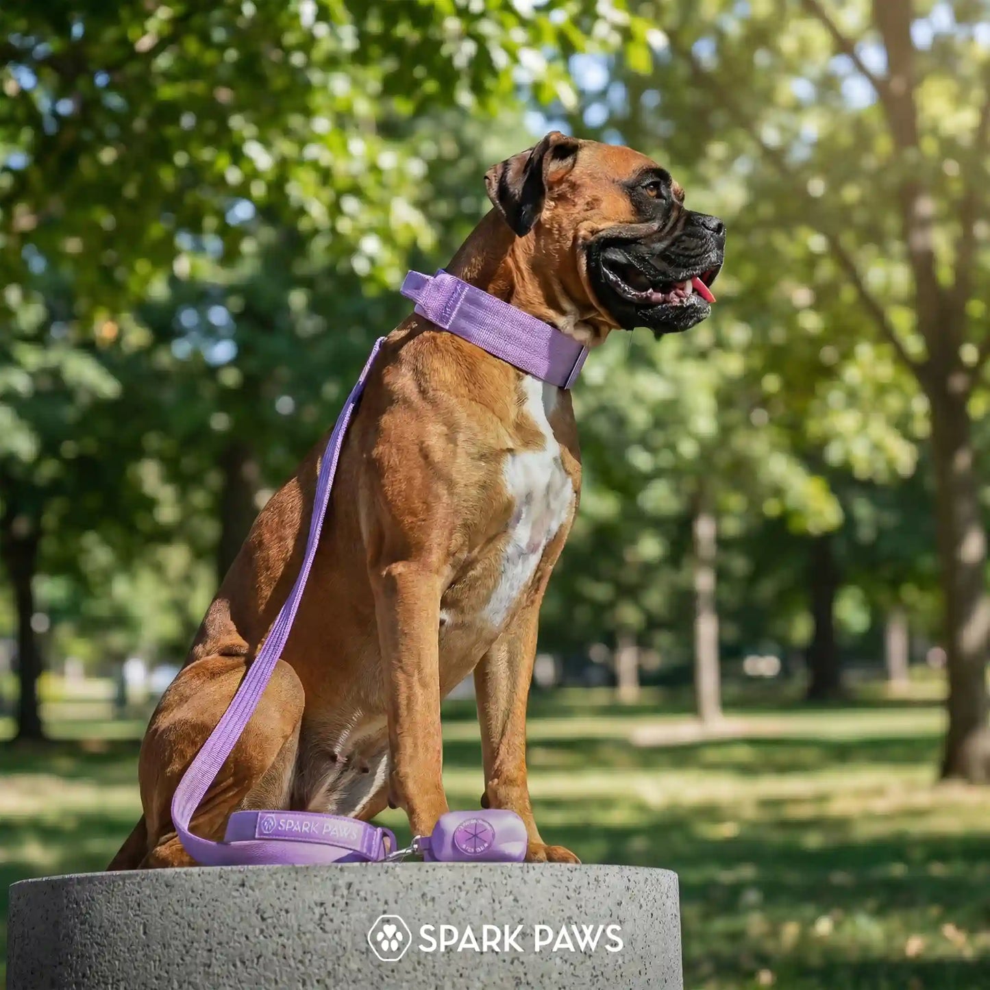 Comfort Control Dog Collar Sets
