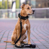 Comfort Control Collar Set - Black