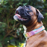Comfort Control Collar and Multipurpose Leash Set - Pastel Icing