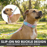 Martingale Collar and Multipurpose Leash Set - Pastel Icing