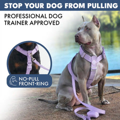 Comfort Control No-Pull Dog Harness Set - Lilac