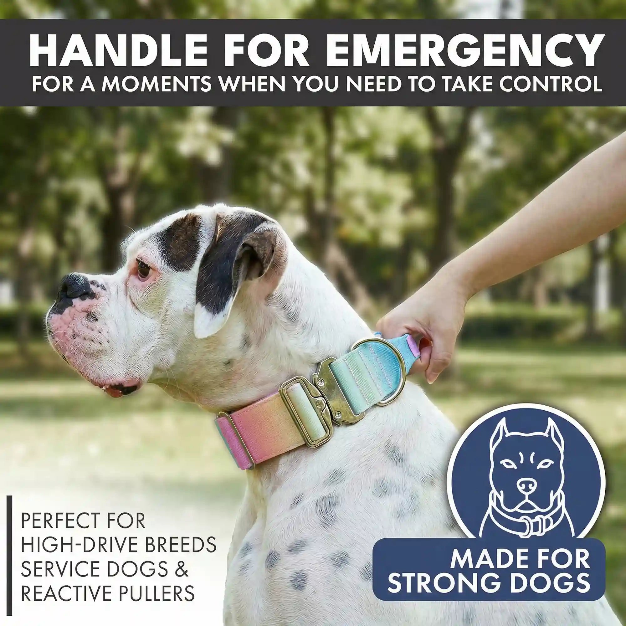 Comfort Control Collar and Multipurpose Leash Set - Pastel Icing