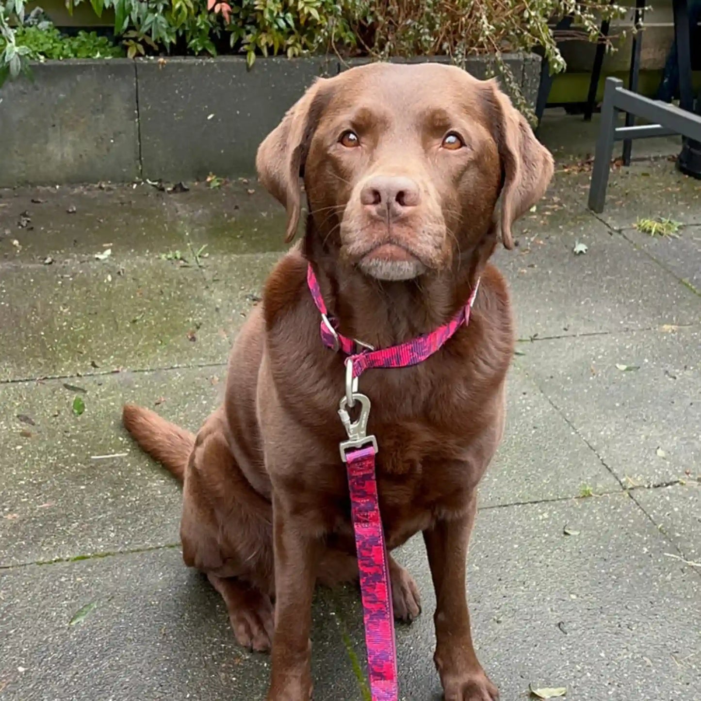 Martingale Collar Sets