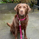 Martingale Collar Sets