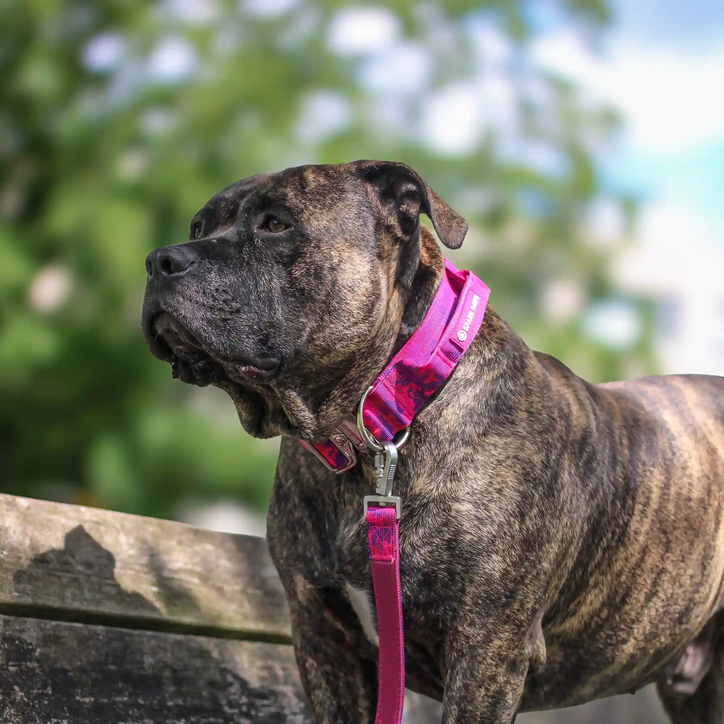 Comfort Control Collar and Multipurpose Leash Set - Fuchsia Camo