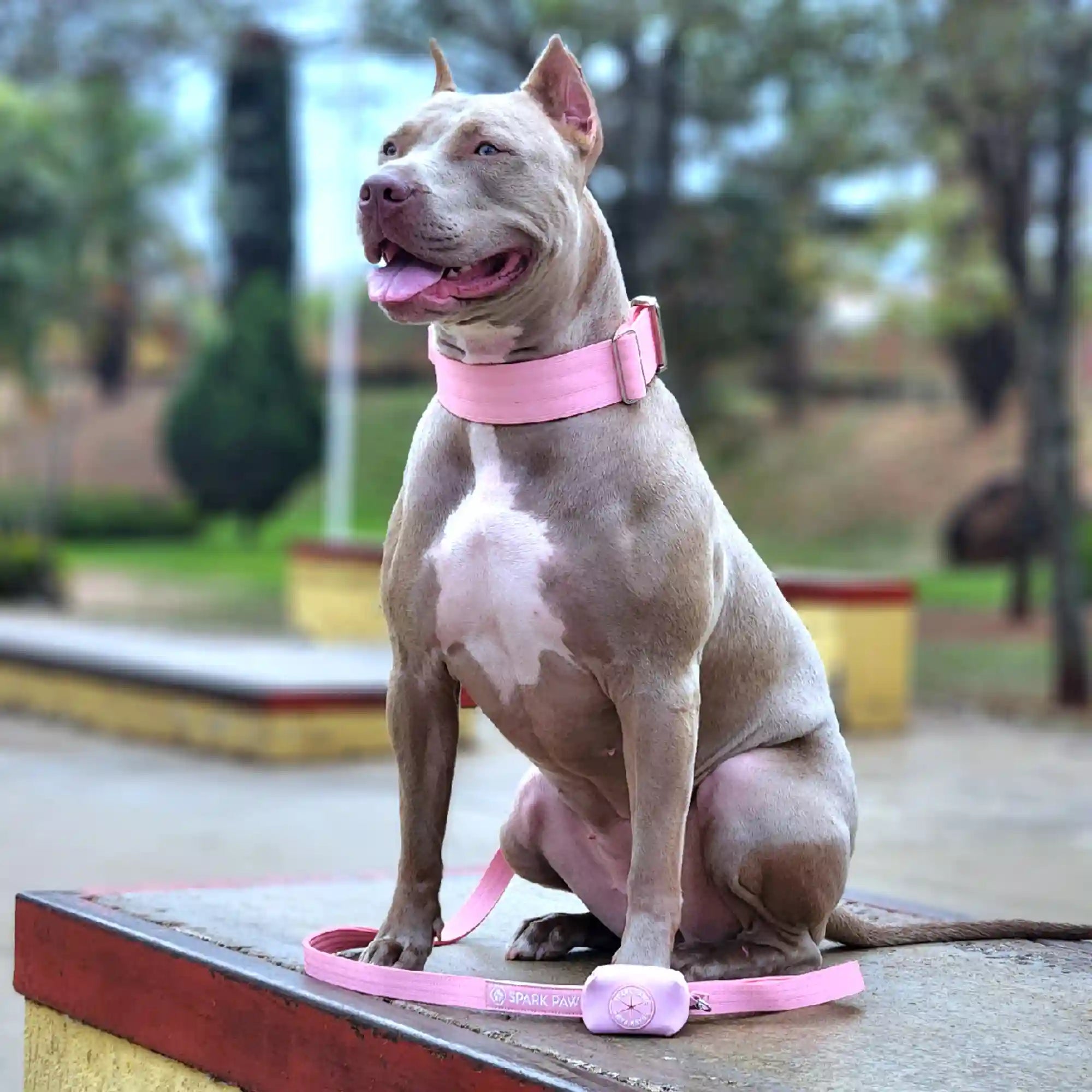 Comfort Control Collar Set - Pink