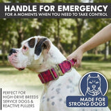 Comfort Control Dog Collar Sets