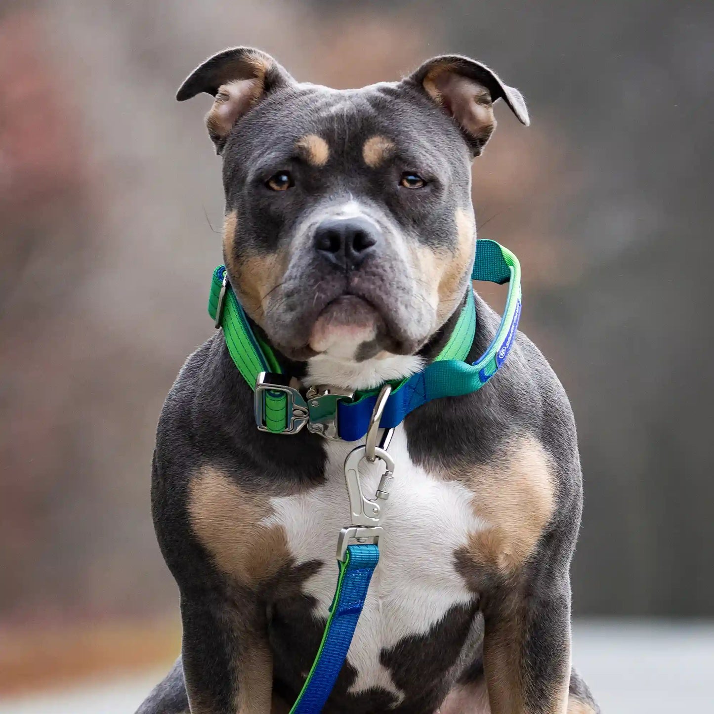 Comfort Control Collar and Multipurpose Leash Set - Lime Wave
