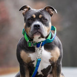 Comfort Control Collar and Multipurpose Leash Set - Lime Wave