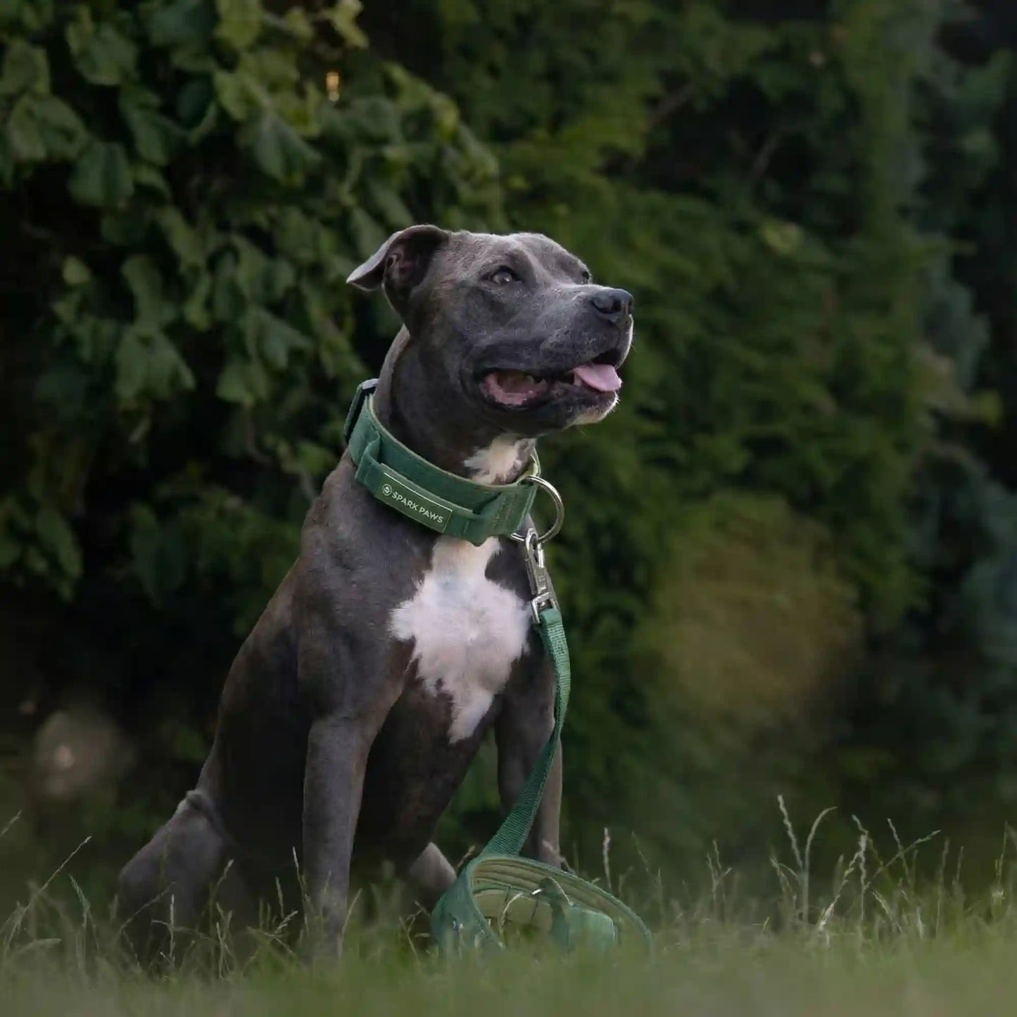 Comfort Control Dog Collar Sets
