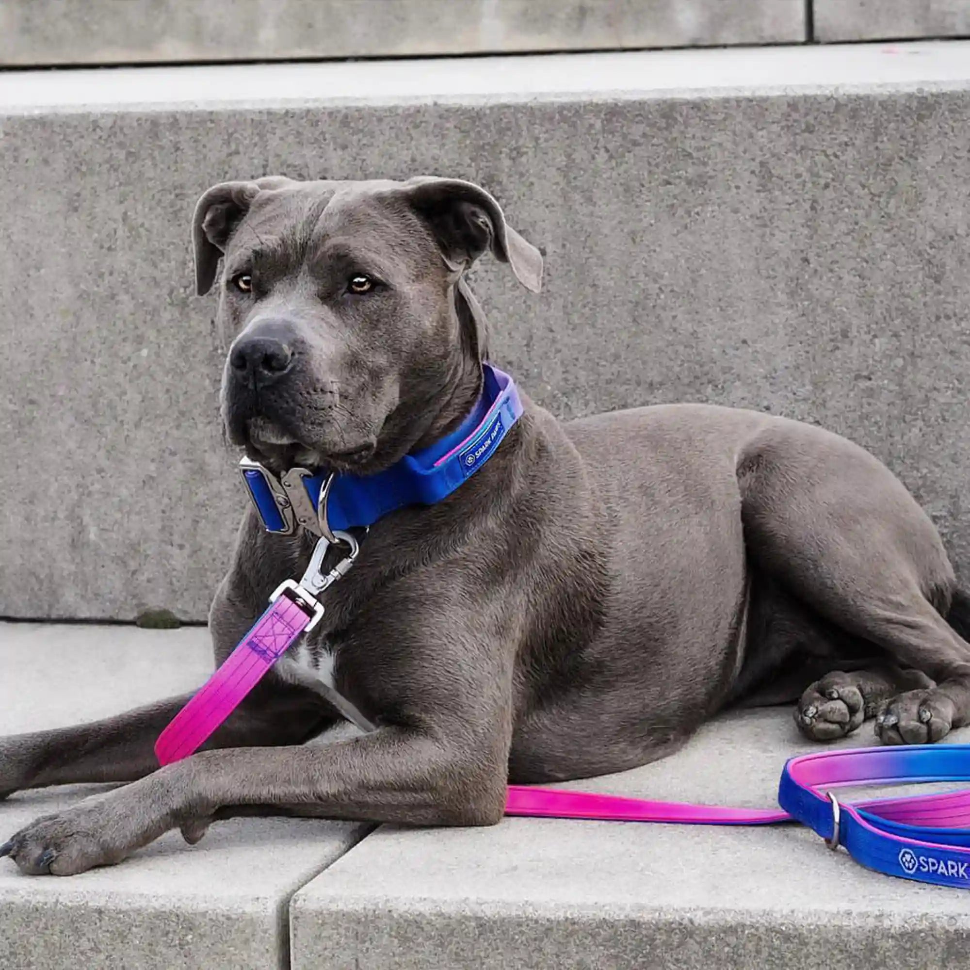 Comfort Control Dog Collar Sets