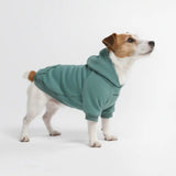 Essential Dog Hoodie - Teal