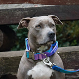 Comfort Control Collar and Multipurpose Leash Set - 90s Retro