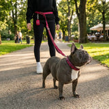 Martingale Collar and Multipurpose Leash Sets