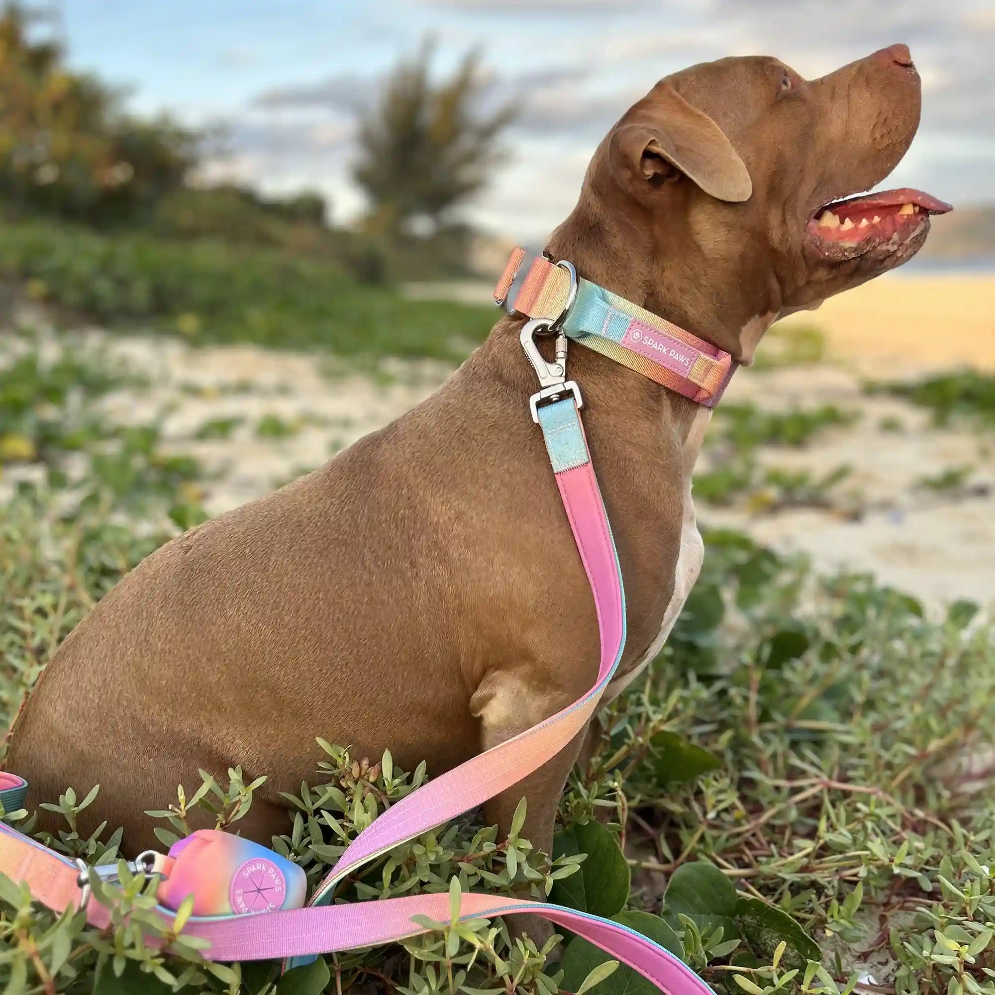 Comfort Control Dog Collar Sets