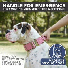 Comfort Control Collar and Multipurpose Leash Set - Pink