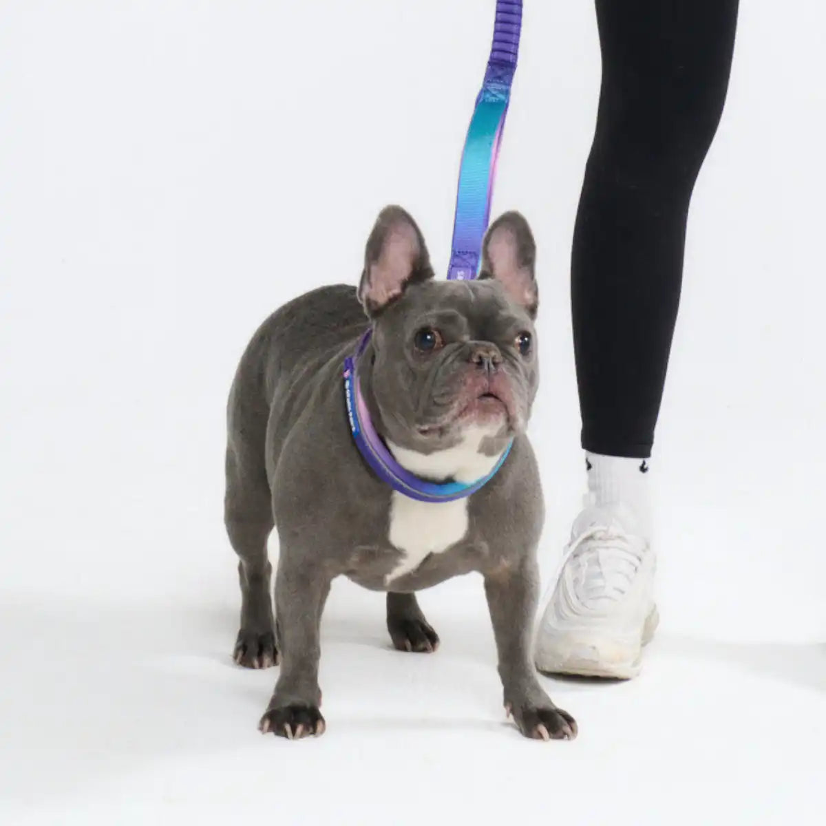 Multipurpose Seatbelt Handsfree Leash & Poop Bag Holder Set - 90s Retro