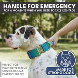 Comfort Control Dog Collar Sets