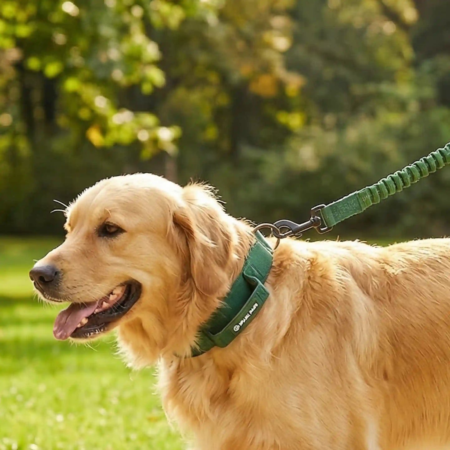 Martingale Collar and Multipurpose Leash Sets