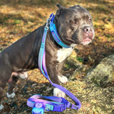 Martingale Collar and Multipurpose Leash Sets