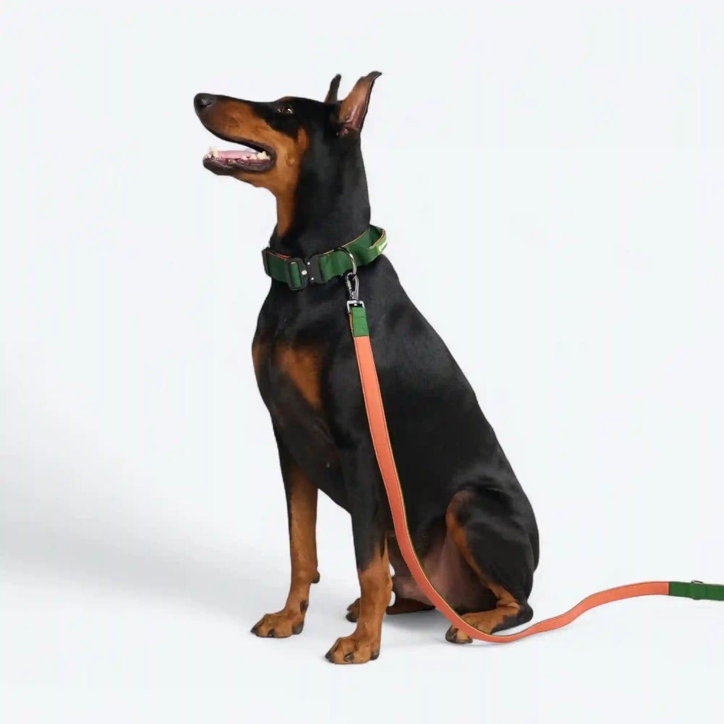 Comfort Control Dog Collar Sets